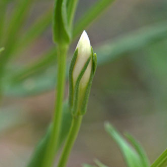 Zeltnera arizonica, Arizona Centaury Zeltnera arizonica, Arizona Centaury
(= Centaurium arizonicum)